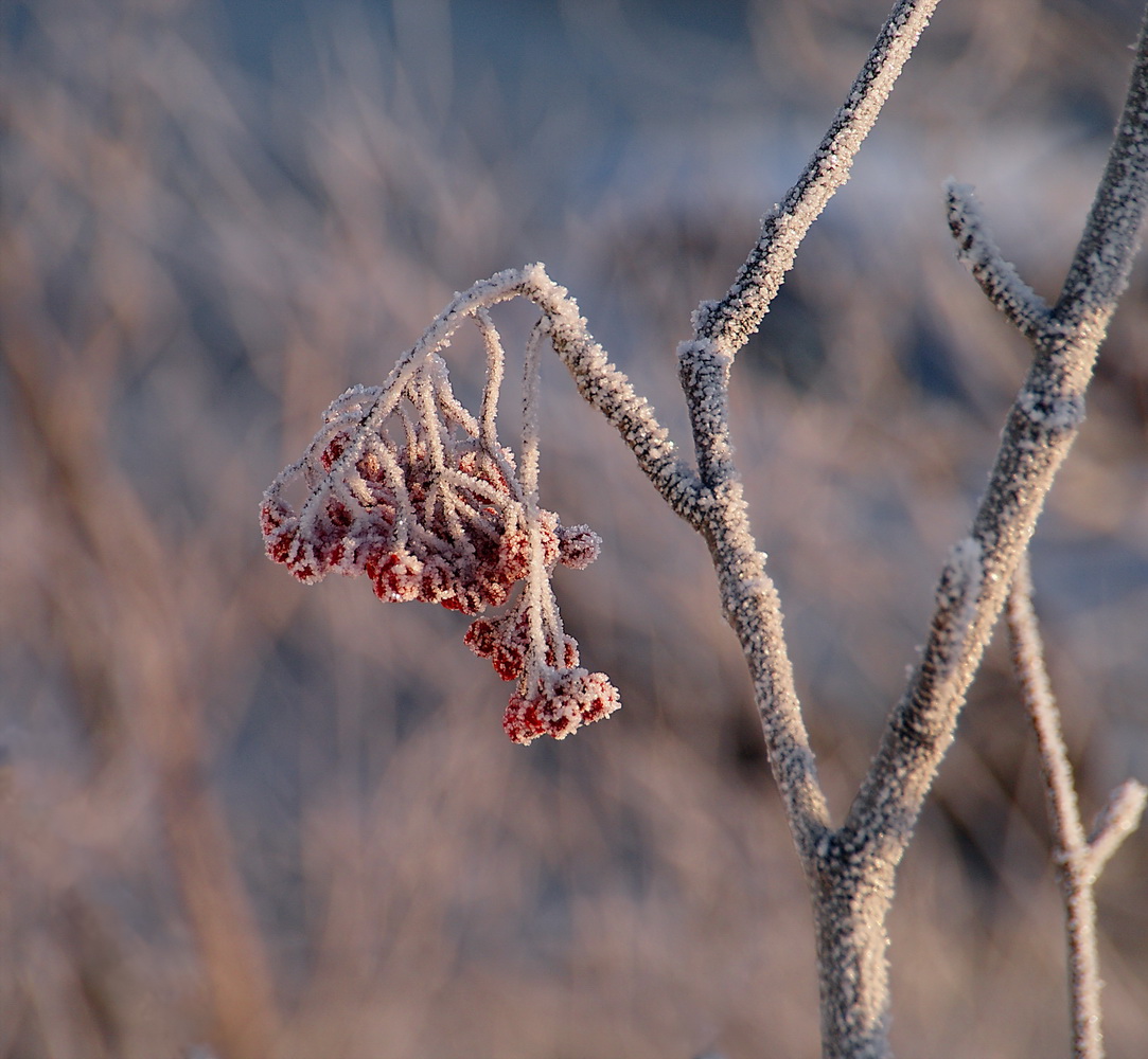 фото "***" метки: природа, 