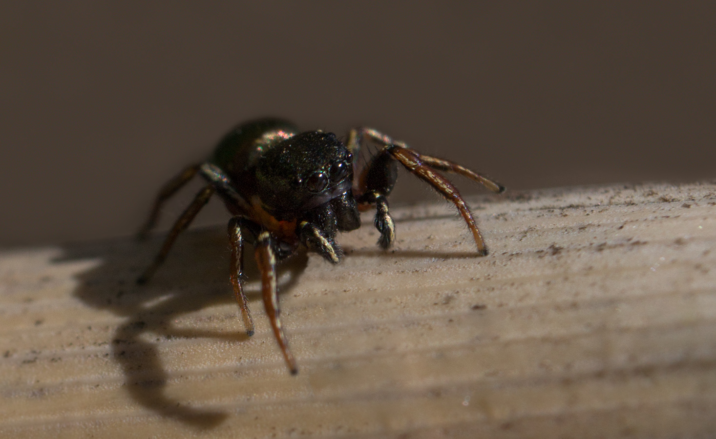 photo "***" tags: macro and close-up, 