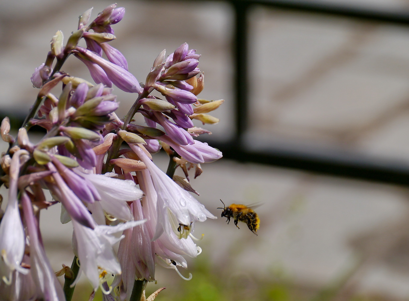 photo "***" tags: macro and close-up, nature, 