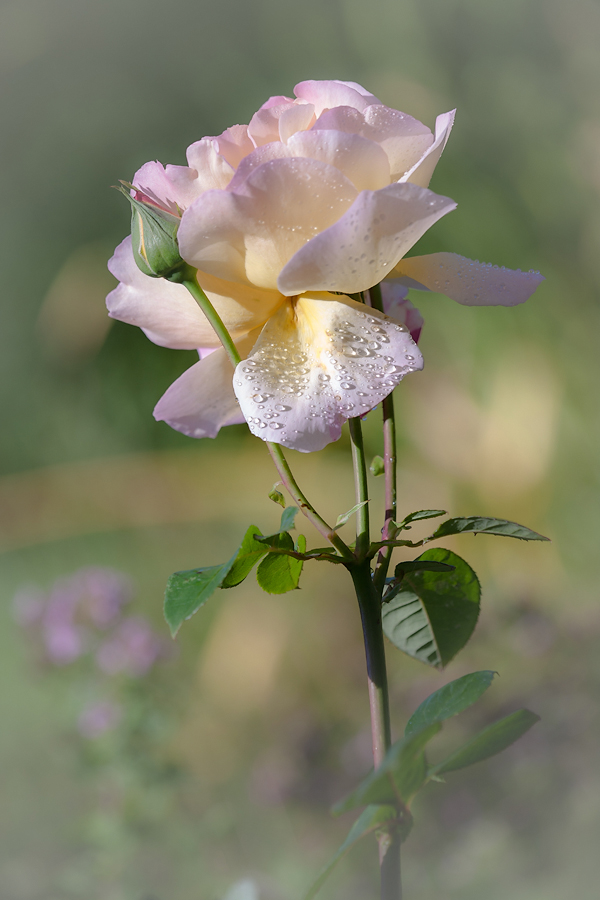 photo "***" tags: nature, flowers, rose