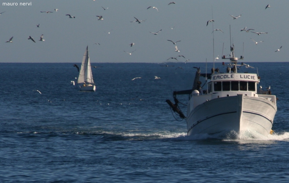 photo "boats, seagulls, sea" tags: landscape, 