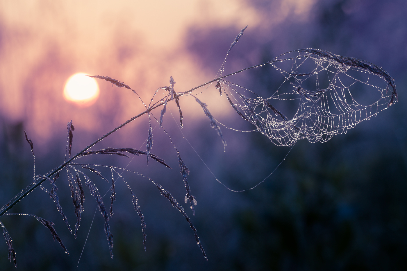 photo "***" tags: macro and close-up, nature, 