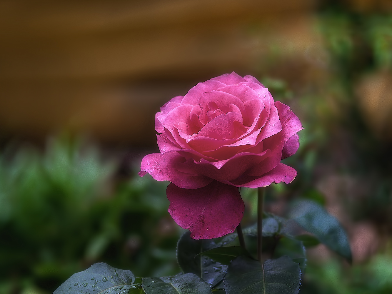 photo "***" tags: macro and close-up, nature, 