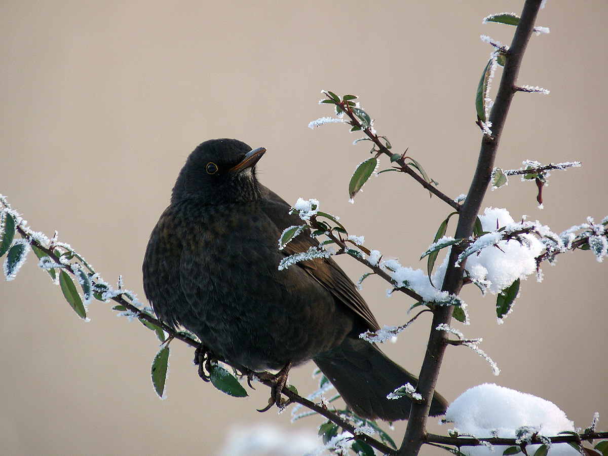 photo "***" tags: macro and close-up, wild animals