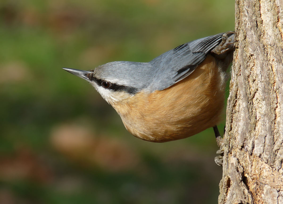 photo "***" tags: macro and close-up, nature, portrait, wild animals