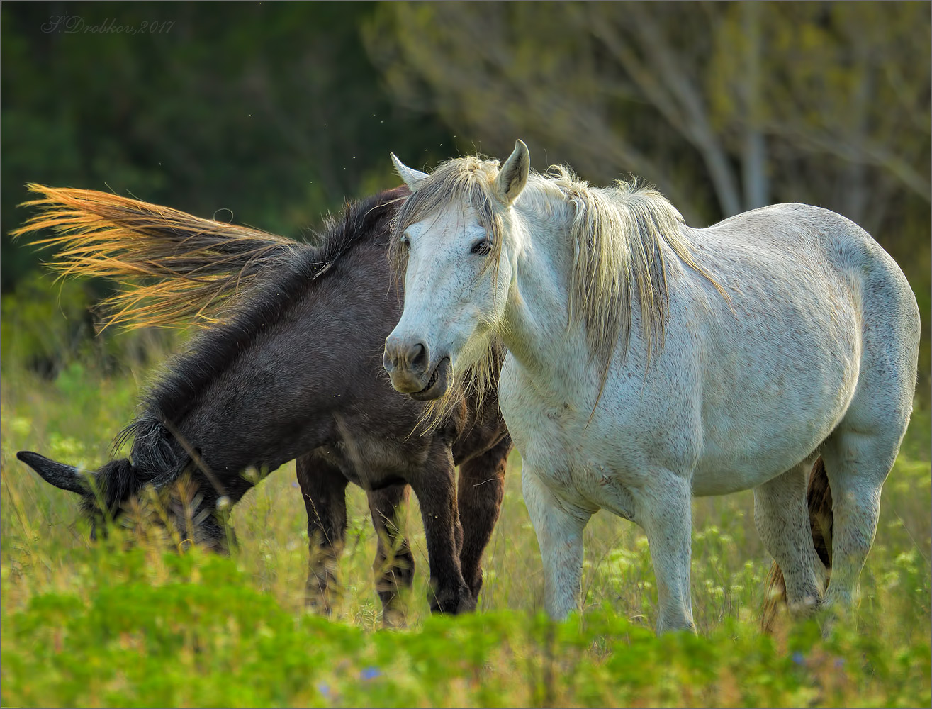photo "Abril" tags: nature, Europe, pets/farm animals, spring, лошади, фауна