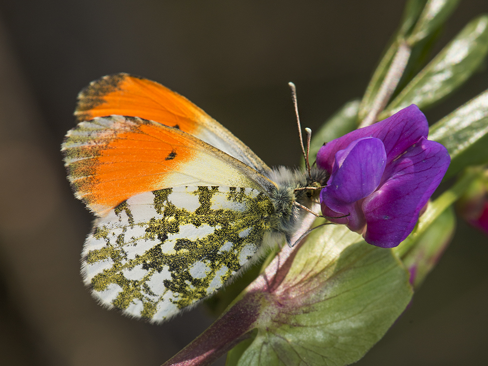 photo "***" tags: macro and close-up, бабочки, растения