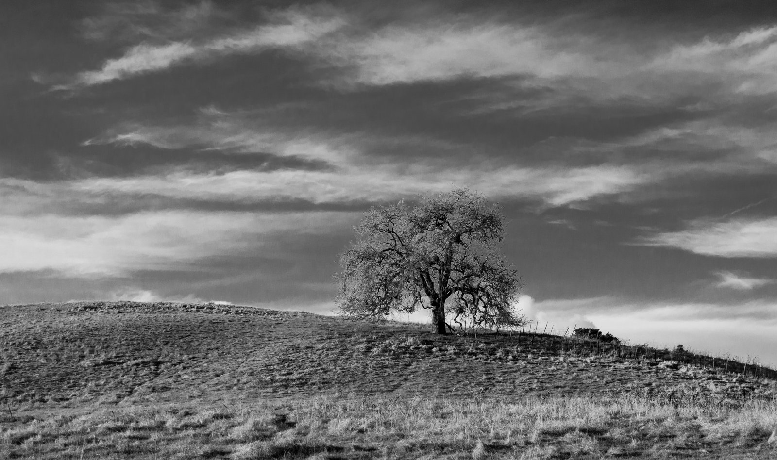 фото "Дуб на Горе. Зима" метки: пейзаж, черно-белые, oak