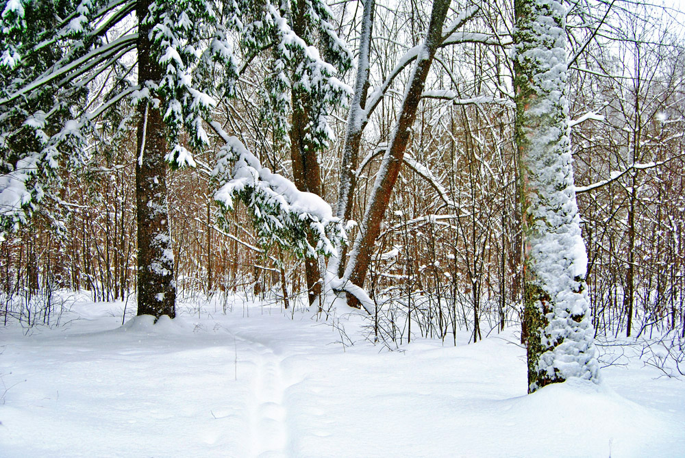 фото "Последний мартовский снежок" метки: пейзаж, природа, 