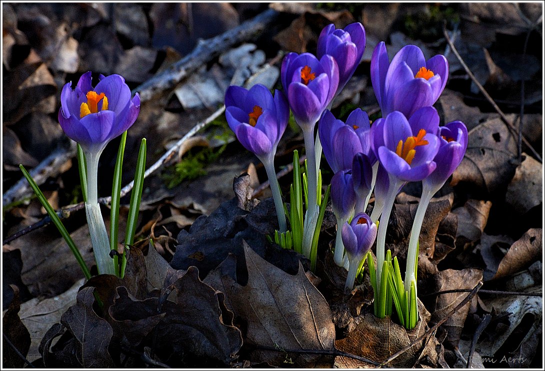 photo "***" tags: nature, macro and close-up, 