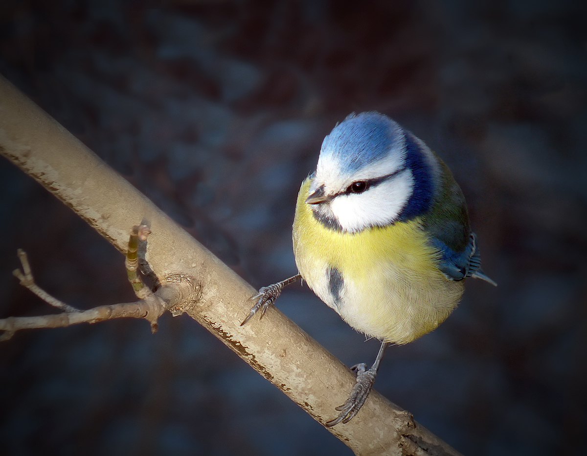 photo "***" tags: macro and close-up, wild animals