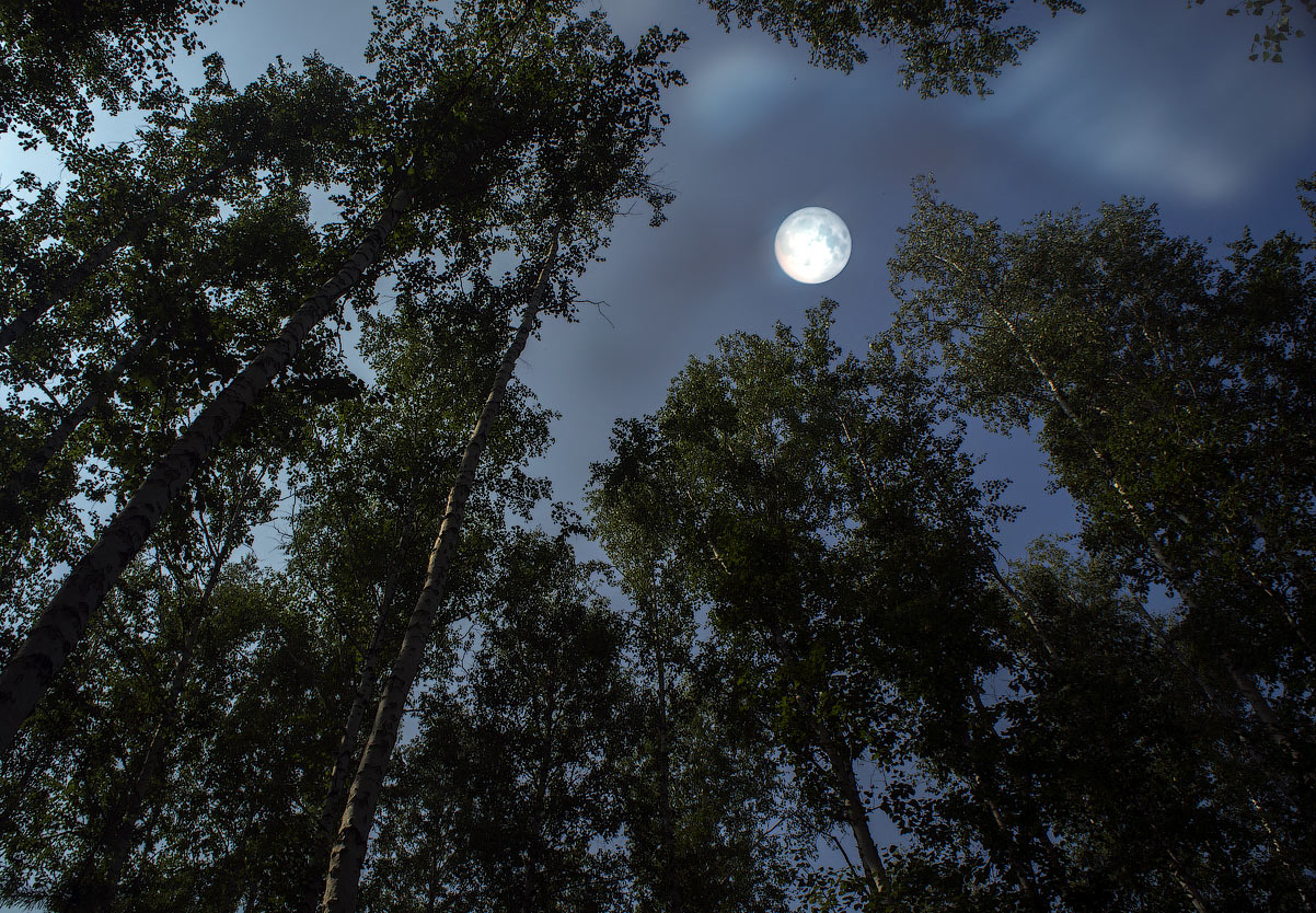 photo "Night retreats" tags: nature, forest, night