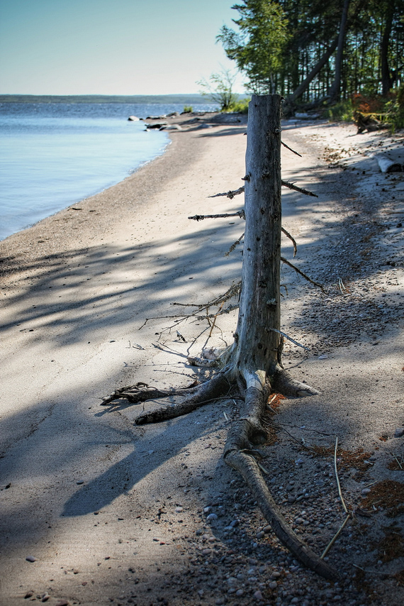 photo "мёртвое дерево" tags: nature, landscape, misc., Karelia, beach, island, lake, tree, water