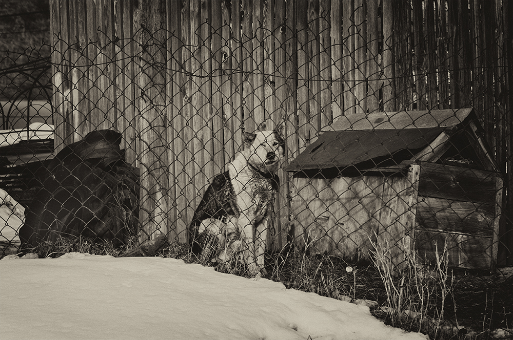 photo "***" tags: black&white, portrait, genre, Алтай, деревня, пёс