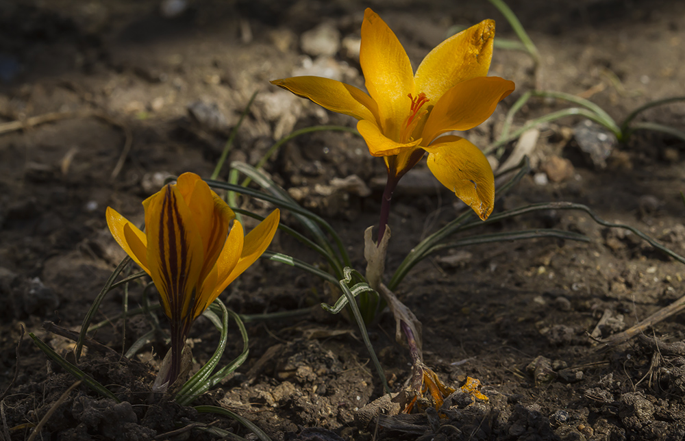 photo "***" tags: macro and close-up, nature, spring, крокусы