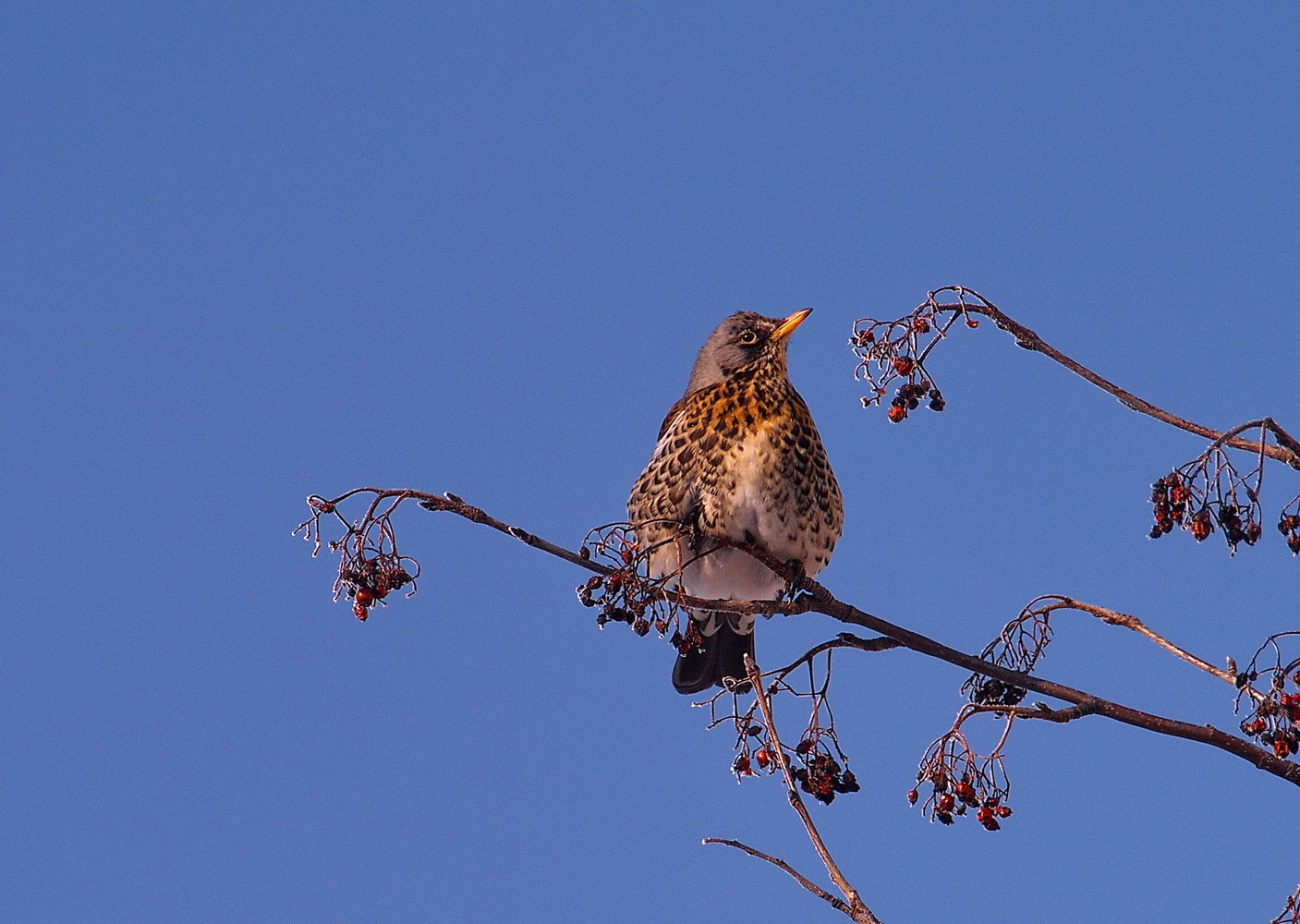 photo "***" tags: nature, 