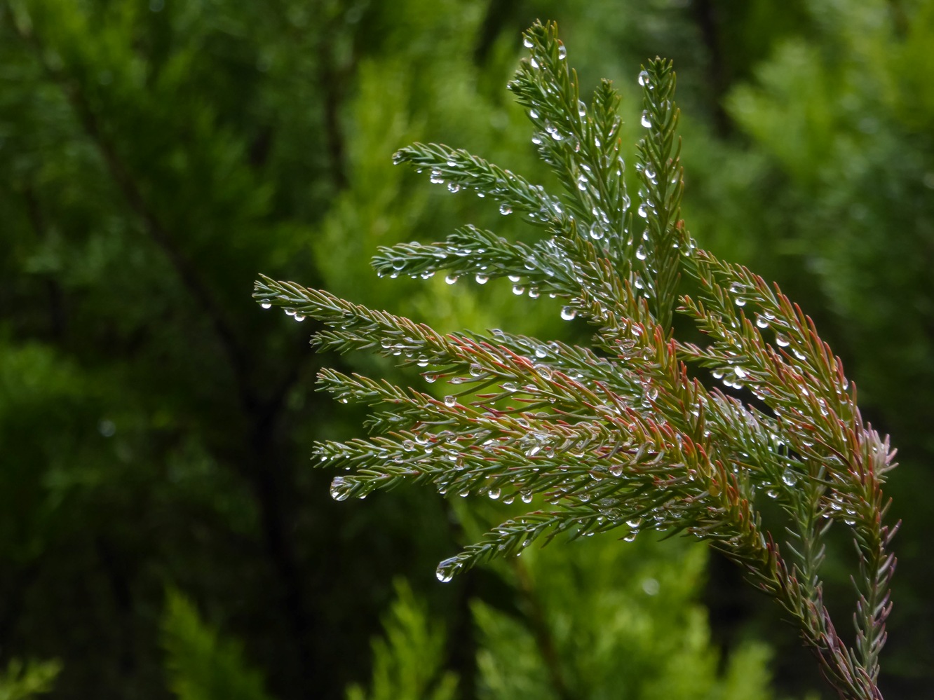 photo "***" tags: nature, macro and close-up, 