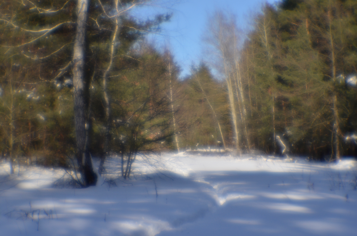 photo "***" tags: landscape, forest, spring, март, монокль