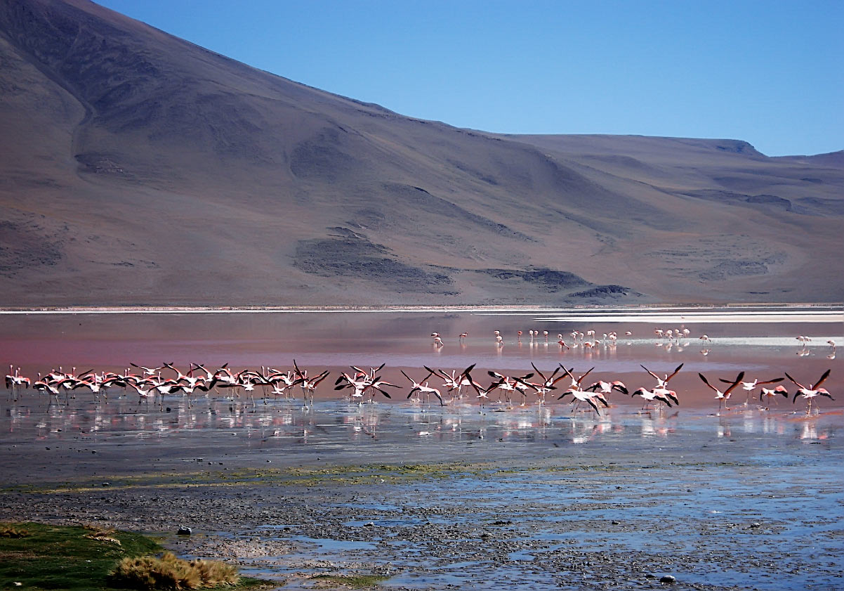 photo "The world of pink flamingos" tags: travel, фламинго