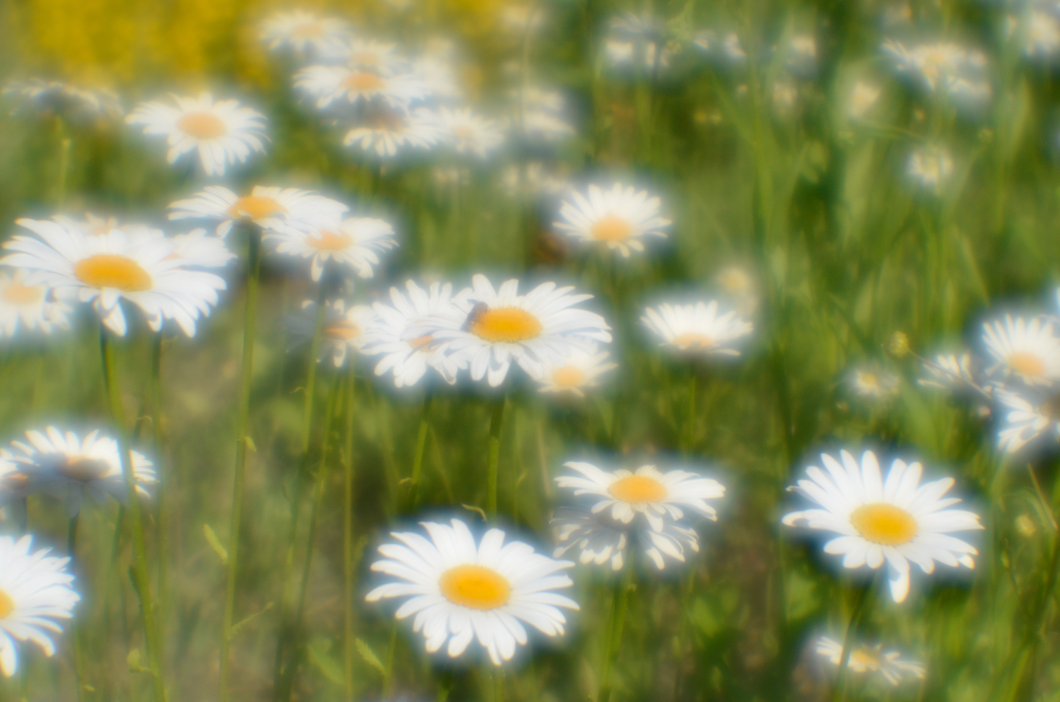 photo "***" tags: nature, summer, монокль, ромашки