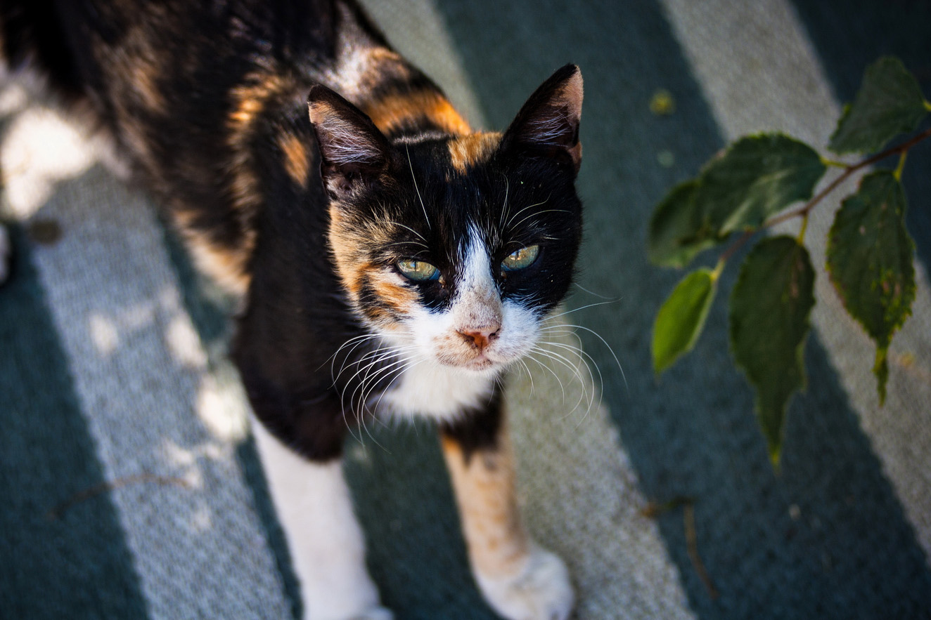 photo "уставший взгляд" tags: street, misc., nature, cat, look, tomcat, животное, коты, кошки