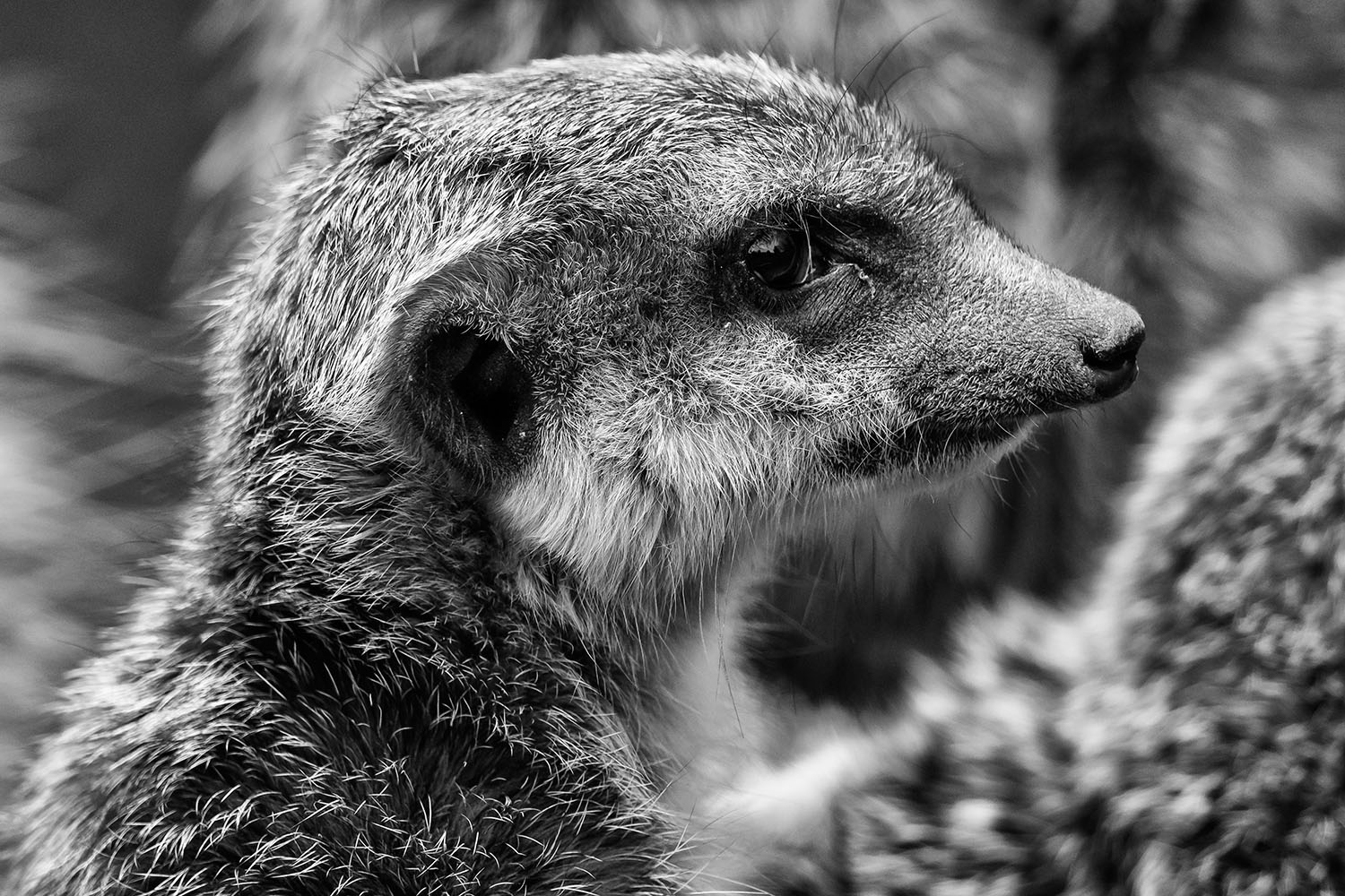 photo "Suricata suricatta" tags: nature, black&white, autumn