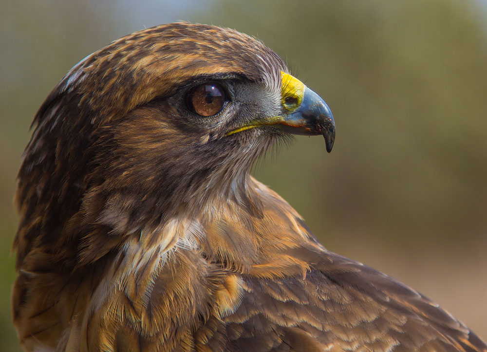 фото "Red Tailed Hawk" метки: природа, макро и крупный план, Wildlife, animal, avian, beak, closeup, eye, feathers, hawk, prey, red, птица