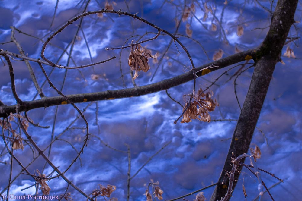 photo "Arousing elves" tags: nature, 