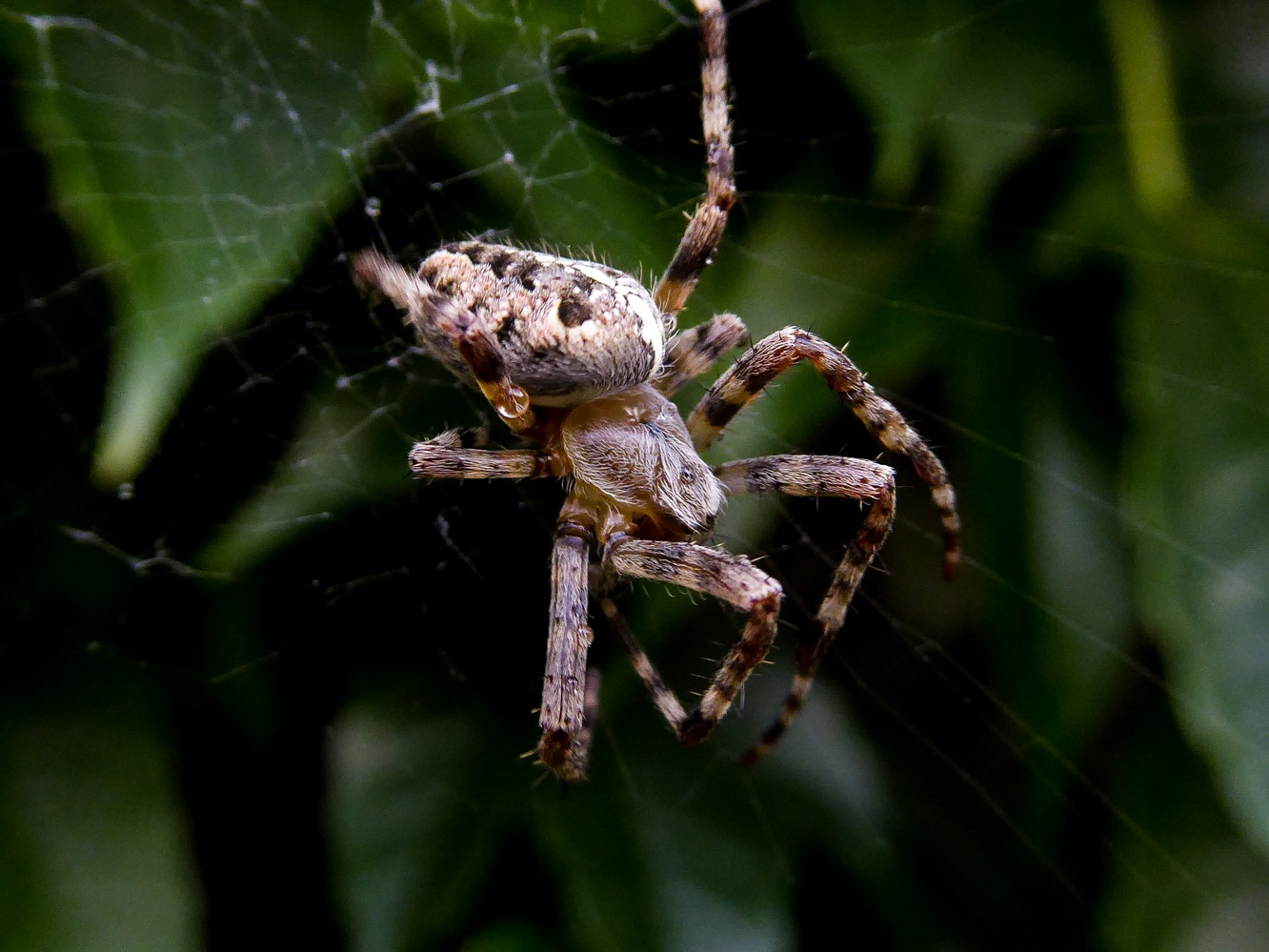 photo "***" tags: macro and close-up, 