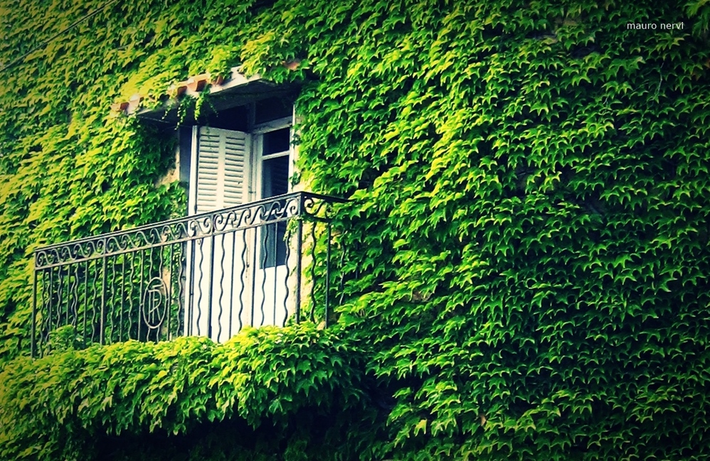 photo "green wall" tags: street, 