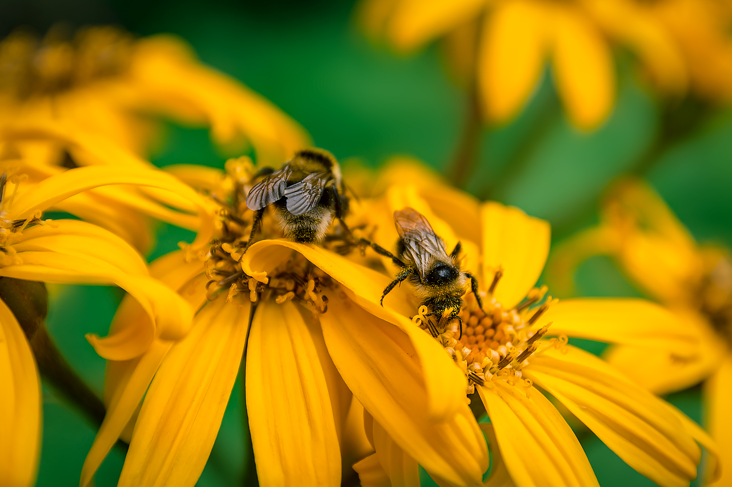 photo "***" tags: macro and close-up, nature, 