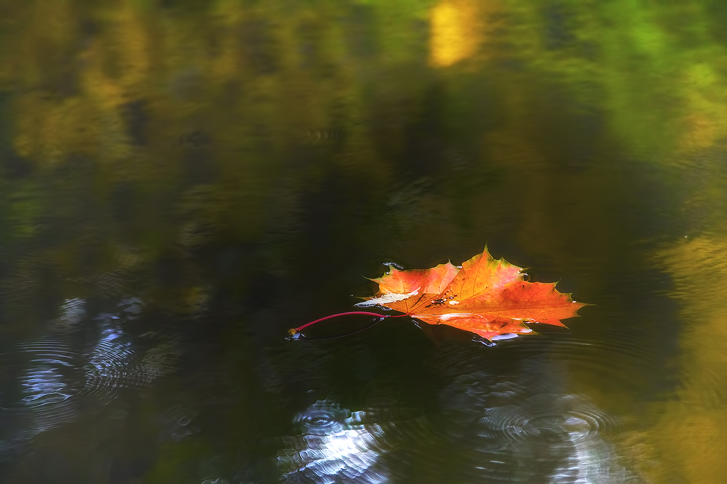 photo "***" tags: nature, macro and close-up, 