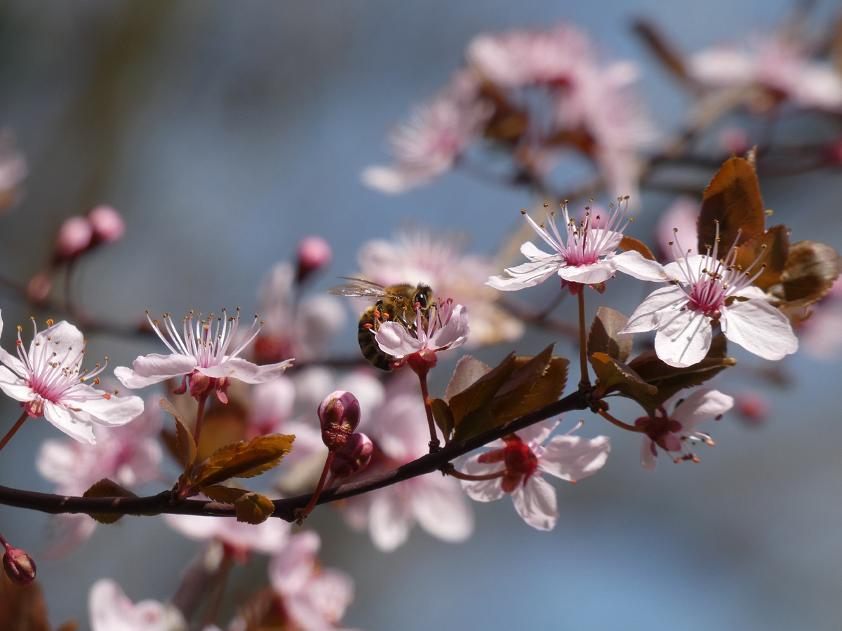 photo "***" tags: nature, flowers