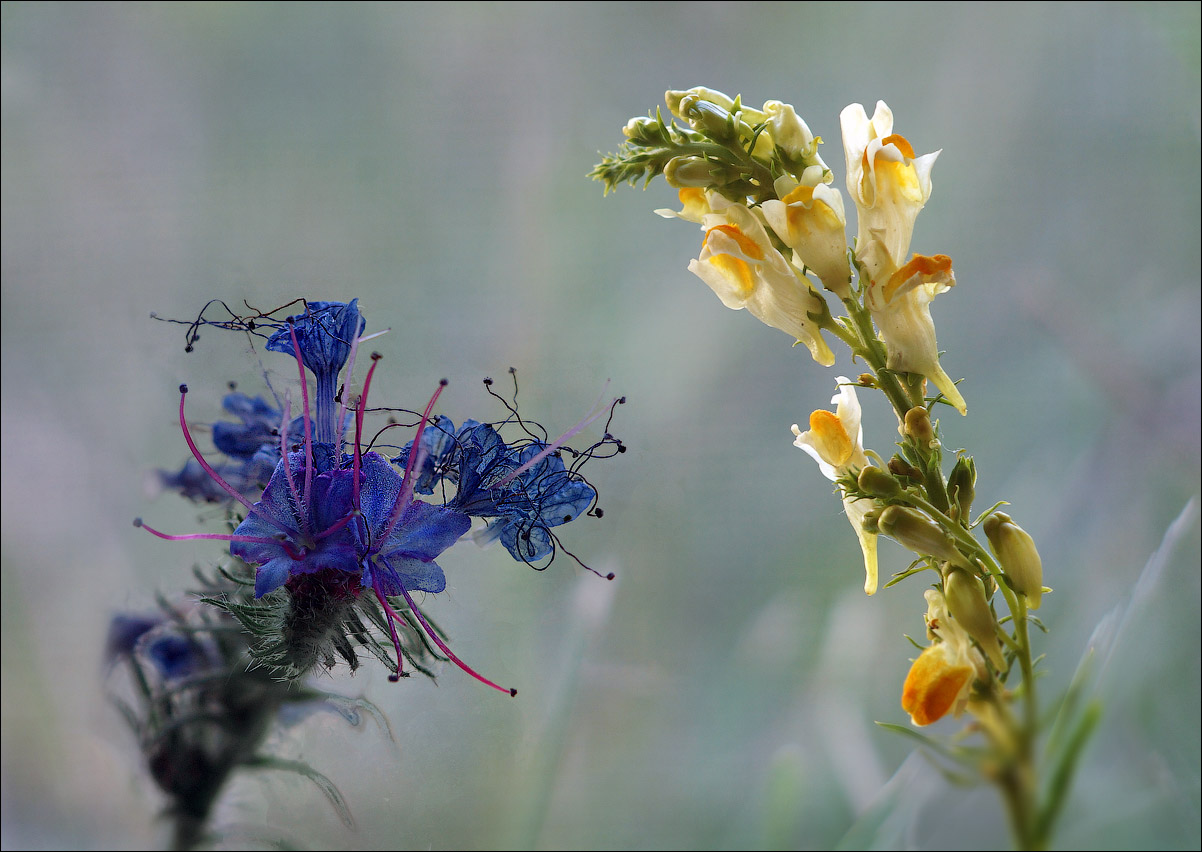 photo "Talking in the vacant lot" tags: macro and close-up, digital art, ассоциация