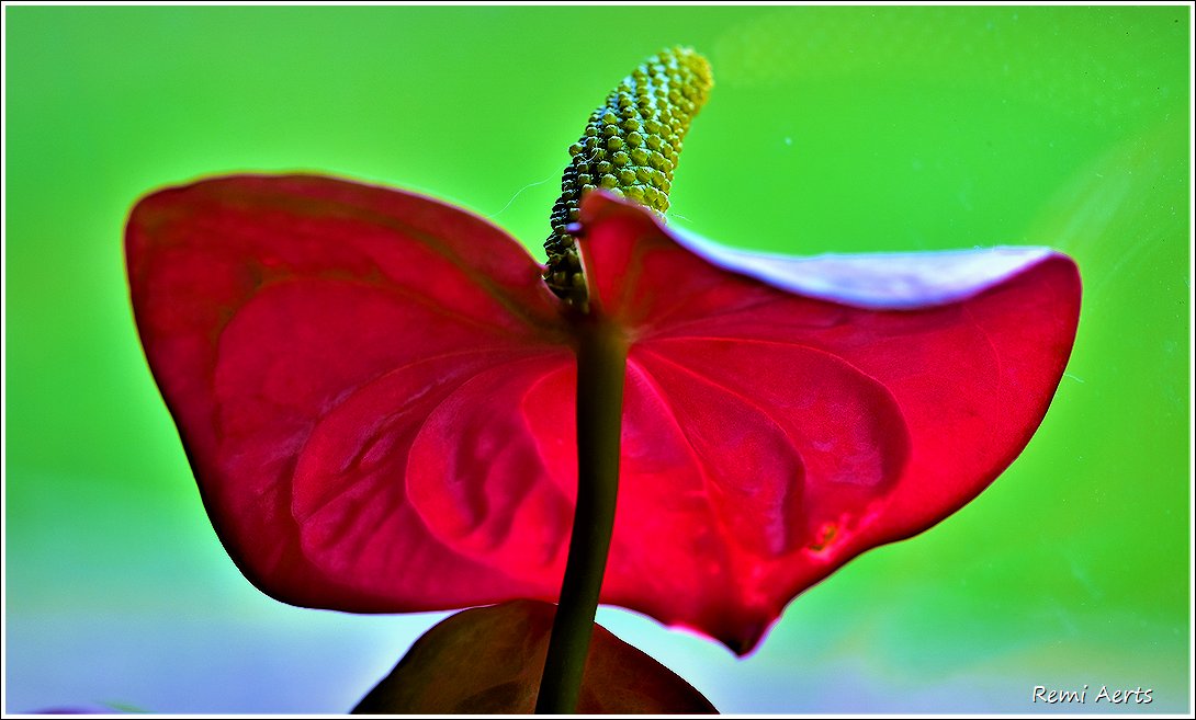 photo "***" tags: macro and close-up, nature, 