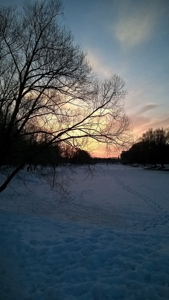 фото "Snow, branches and a little sun" метки: , 