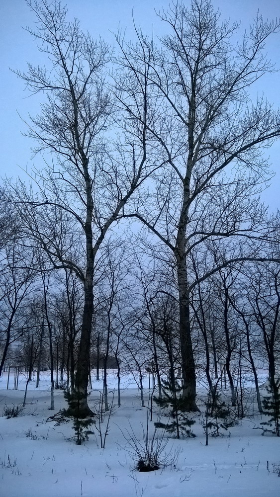 фото "Two in the snow" метки: , 