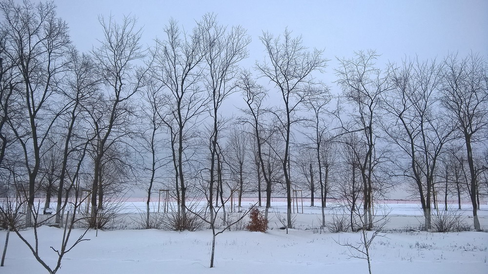 фото "Branches, snow and their shadows" метки: , 