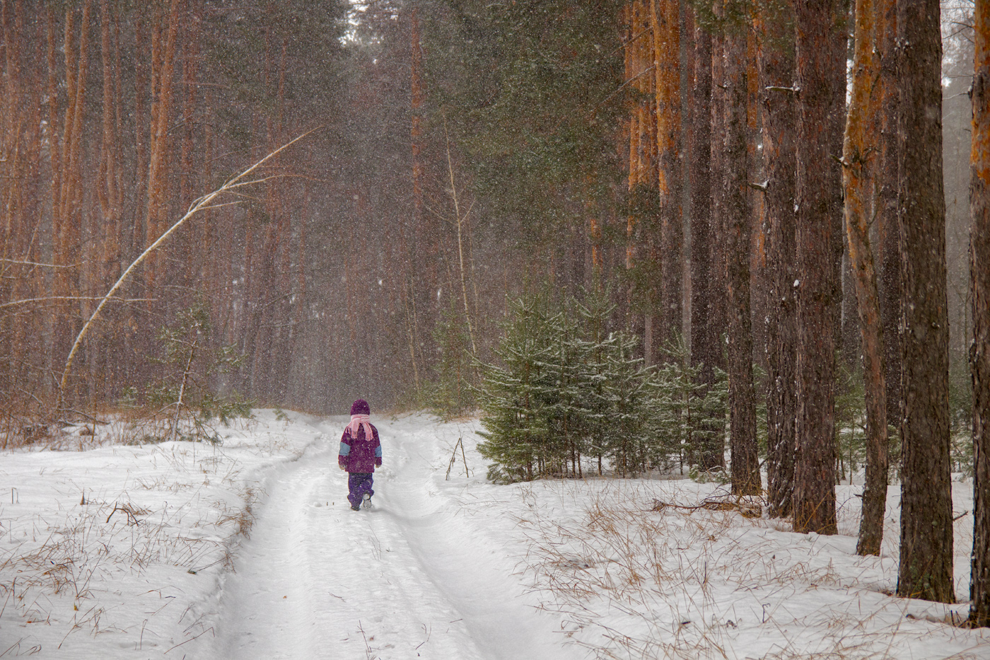 фото "В лесу" метки: пейзаж, 