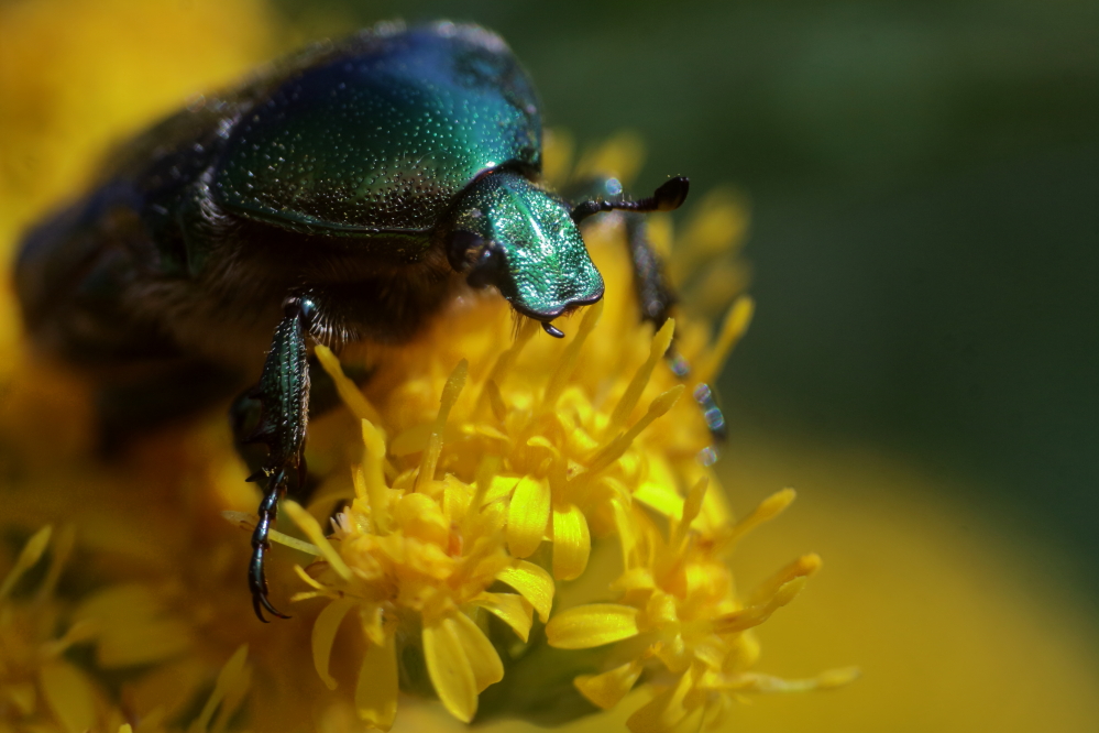 photo "***" tags: nature, macro and close-up, 