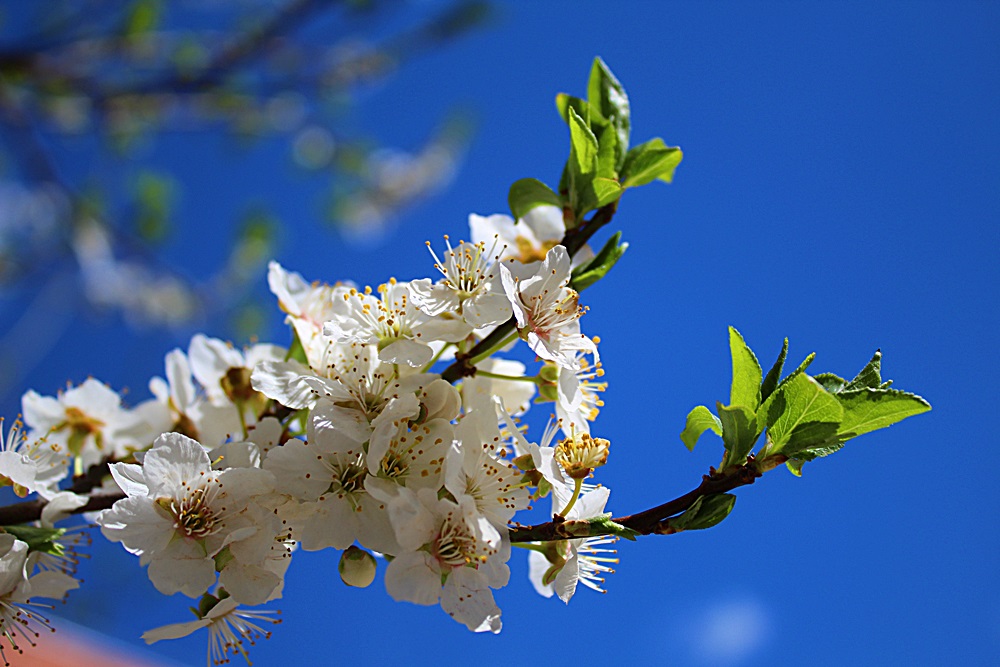 photo "***" tags: nature, macro and close-up, 