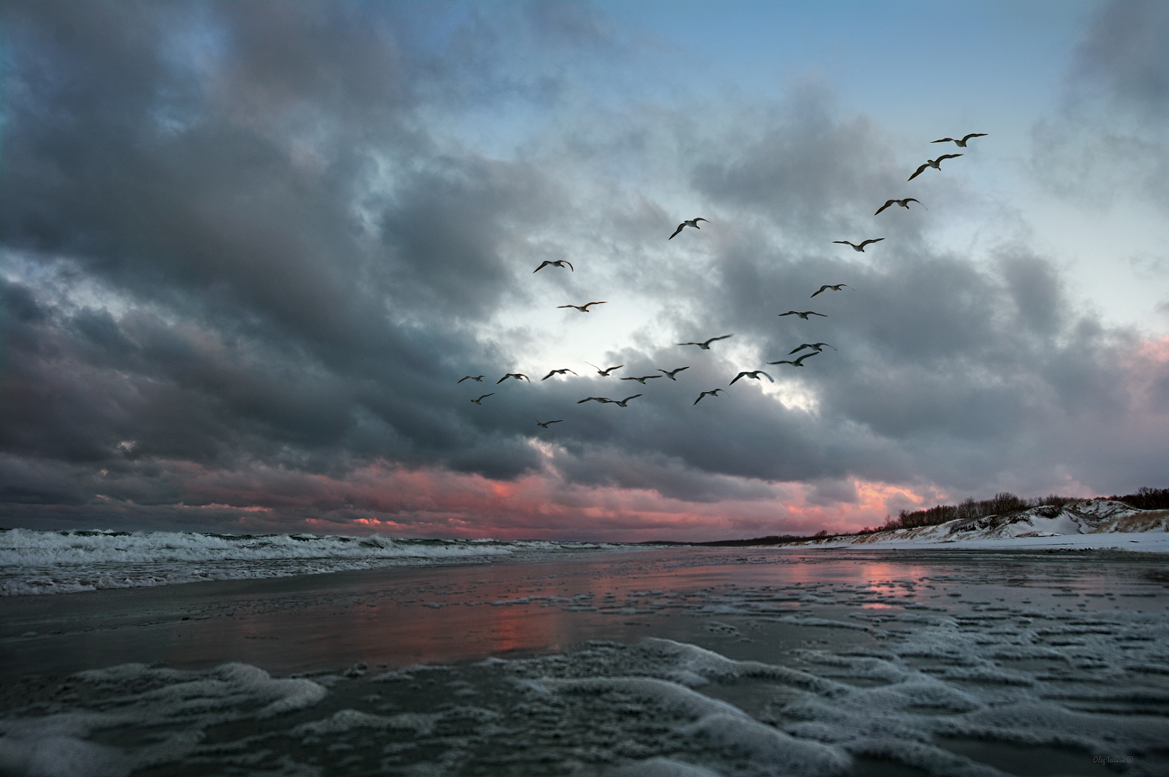 photo "***" tags: landscape, nature, beach, clouds, snow, winter, Балтийск, Балтика, Калининградская область, птицы