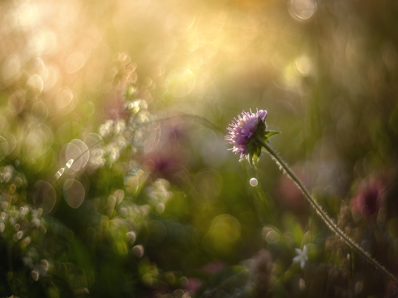 photo "***" tags: macro and close-up, nature, 