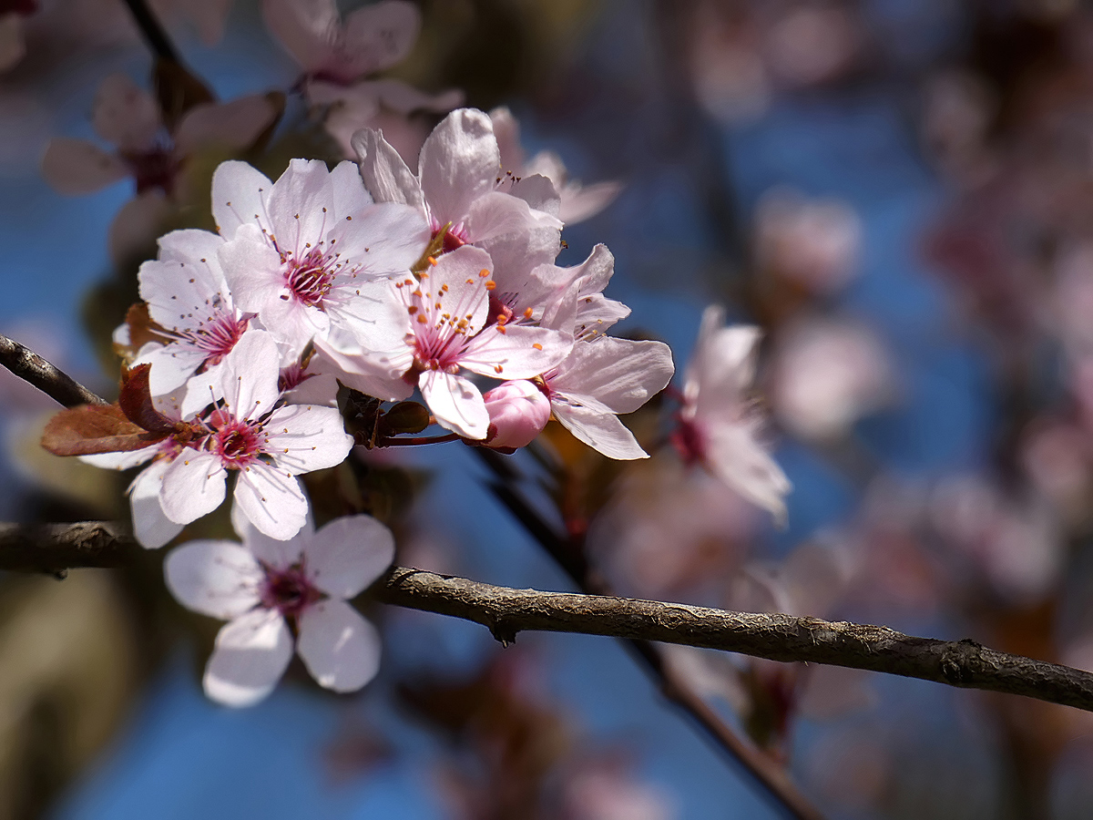 photo "***" tags: nature, flowers