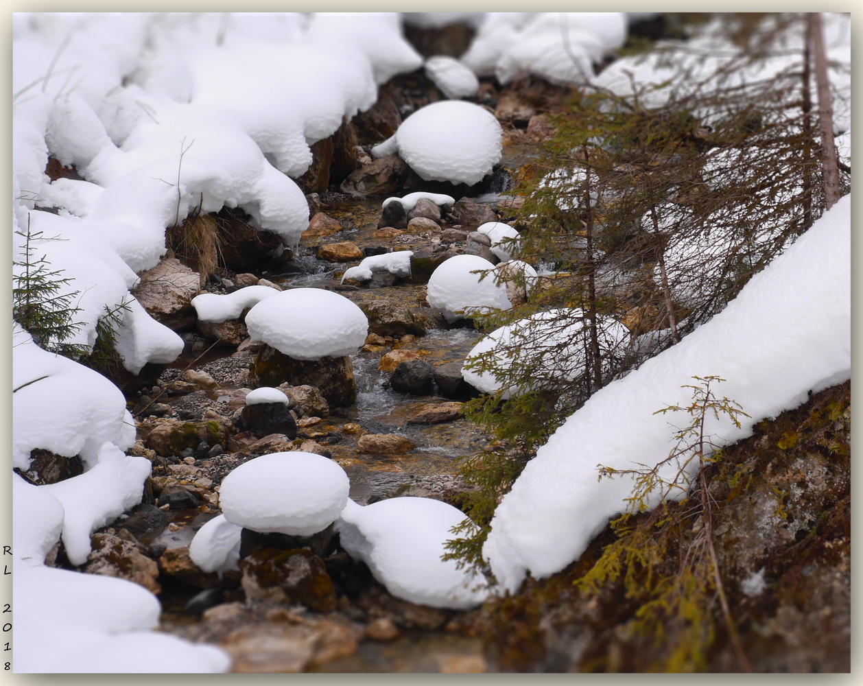 photo "White mushrooms" tags: landscape, macro and close-up, nature, Europe, forest, mountains, water, winter