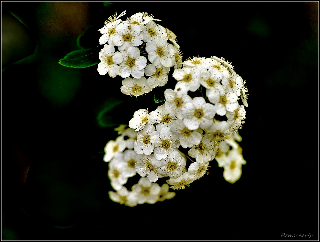 фото "***" метки: природа, макро и крупный план, 