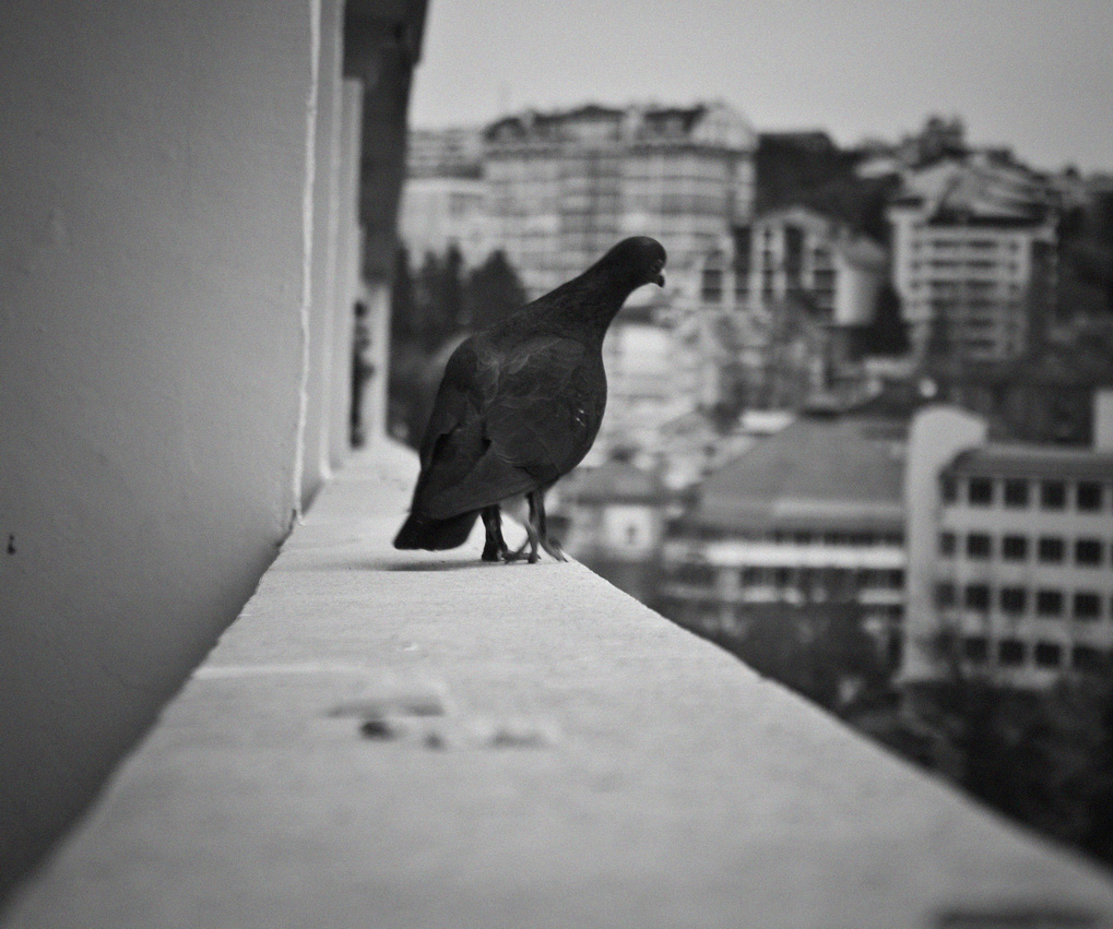 photo "любопытный голубь" tags: black&white, misc., street, bird, Сочи, голуби, голубь, любопытство, птицы