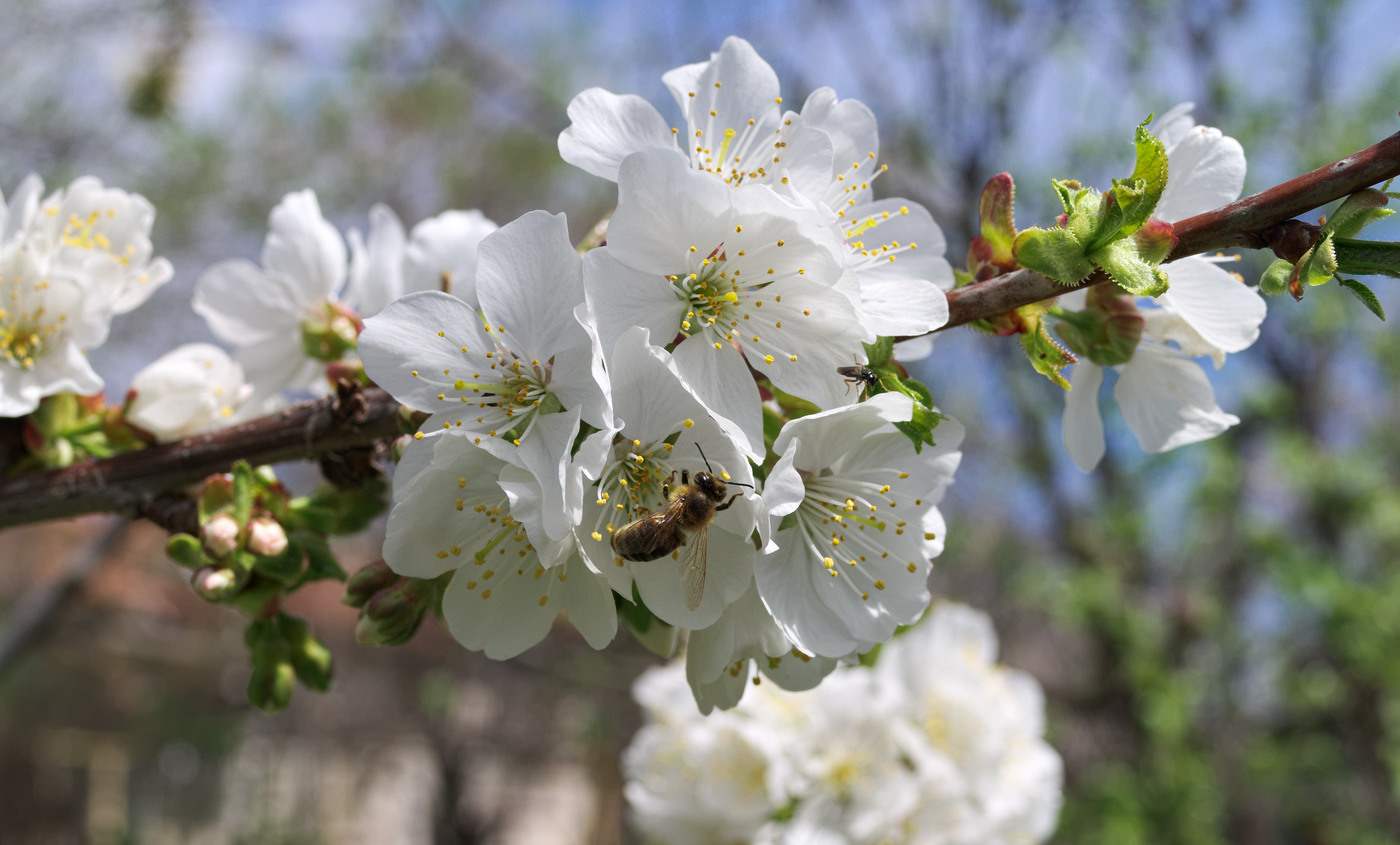 photo "***" tags: macro and close-up, 