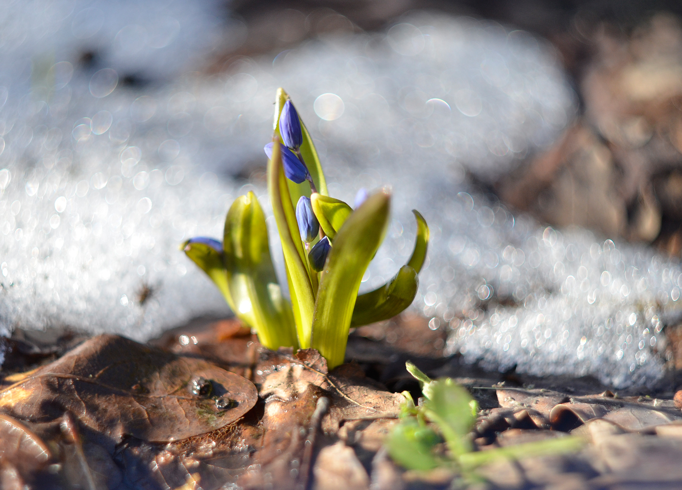 photo "***" tags: nature, flowers, spring, первоцветы, природа. лес