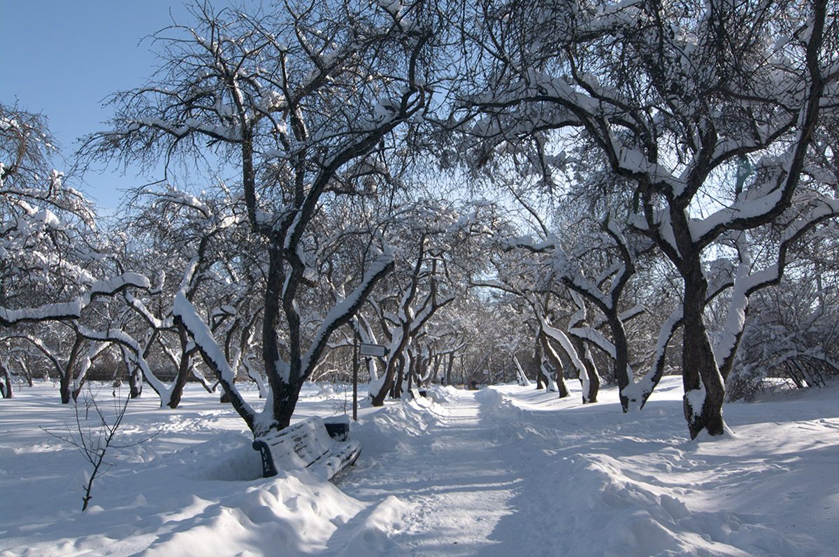 photo "***" tags: landscape, nature, city, Moscow, winter, Коломенское, деревья